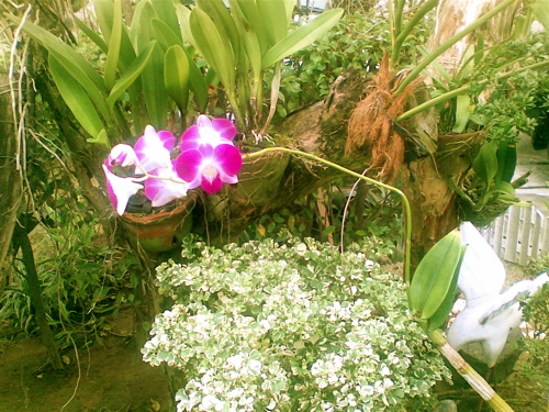 mariels-orchids mariels-orchids